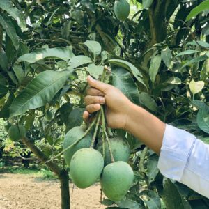 হিমসাগর 20 kg সারাদেশে হোম ডেলিভারি
